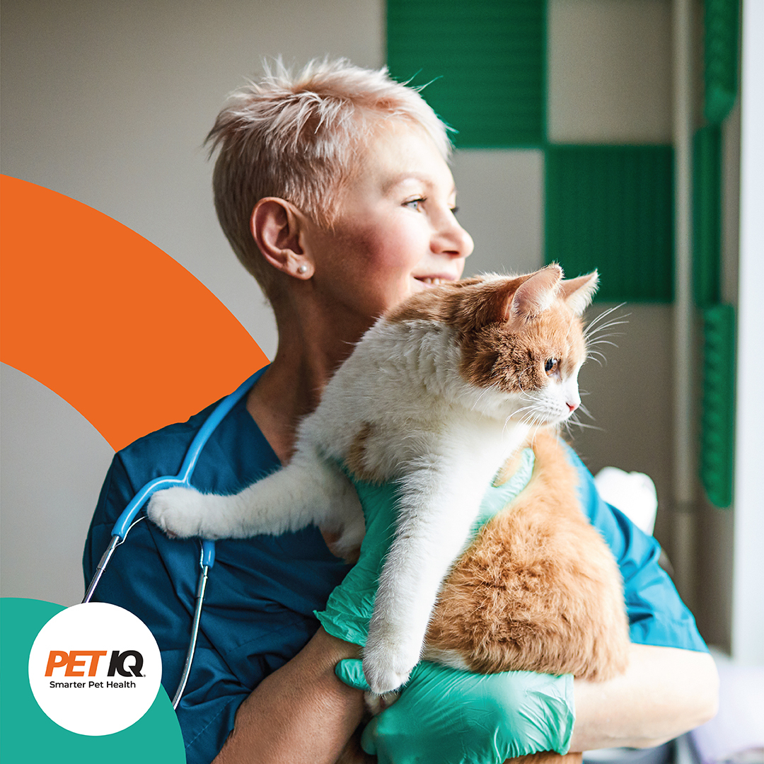 VetGirlOnTheRun's tweet photo. Learn more about PetIQ’s unique approach to preventive care at #vetgirlu2021 . Hiring now for gig work and full-time/part-time positions:
https://t.co/V0ILNLXVJw
#vetgirlu #veterinarymedicine #vetjobs #PetIQ #sponsoredad #sponsoredPost https://t.co/e39kle5BMf