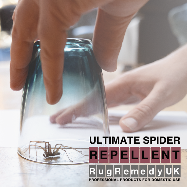 RugRemedy's tweet photo. RugRemedy Newsletter - August 2021 - https://t.co/IJkd1HvFZq

Spiders love exploring our homes for a cosy spot. 
Make sure they don't make themselves too comfortable by using our Ultimate Spider Repellent.

A natural, non-kill solution to an annual problem.  #SpiderRepellent https://t.co/mMuvaPYLSB