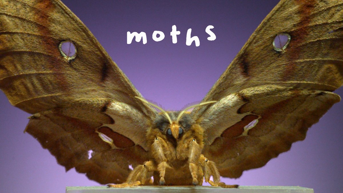 New video alert: moths at 6,000fps.  
youtu.be/JQL25_hoQ1k