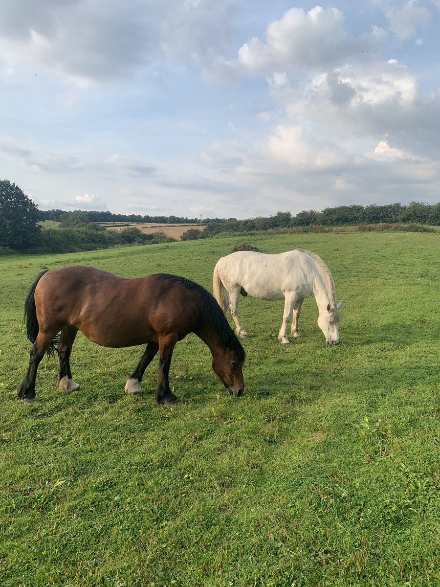 #NursesActive #Happyplace #asbohorses #horsecare #fieldcare