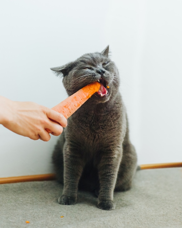 CarverJohns's tweet photo. Supporting Your Pet’s Immune System

Adding Treatibles Organic Full Spectrum Hemp Oil with naturally occurring CBD to your pet’s health regimen can support a strong immune system

https://t.co/Yh7BkgKibh

10% OFF with Code PAWSABLE https://t.co/GVbGDOZONN