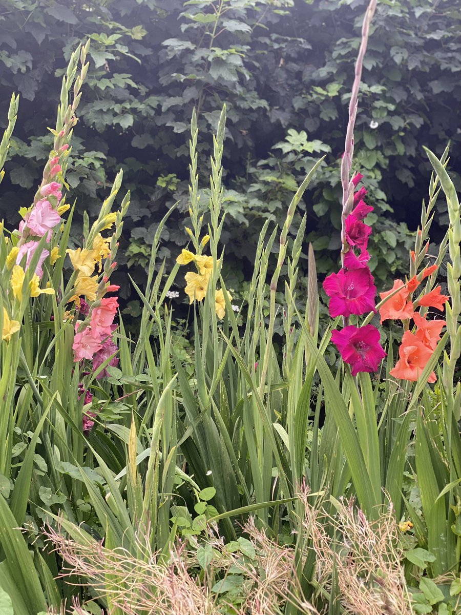 RuralKatie's tweet photo. The life of a Gladioli farmer is deeply appealing. https://t.co/xaq8ucfBil