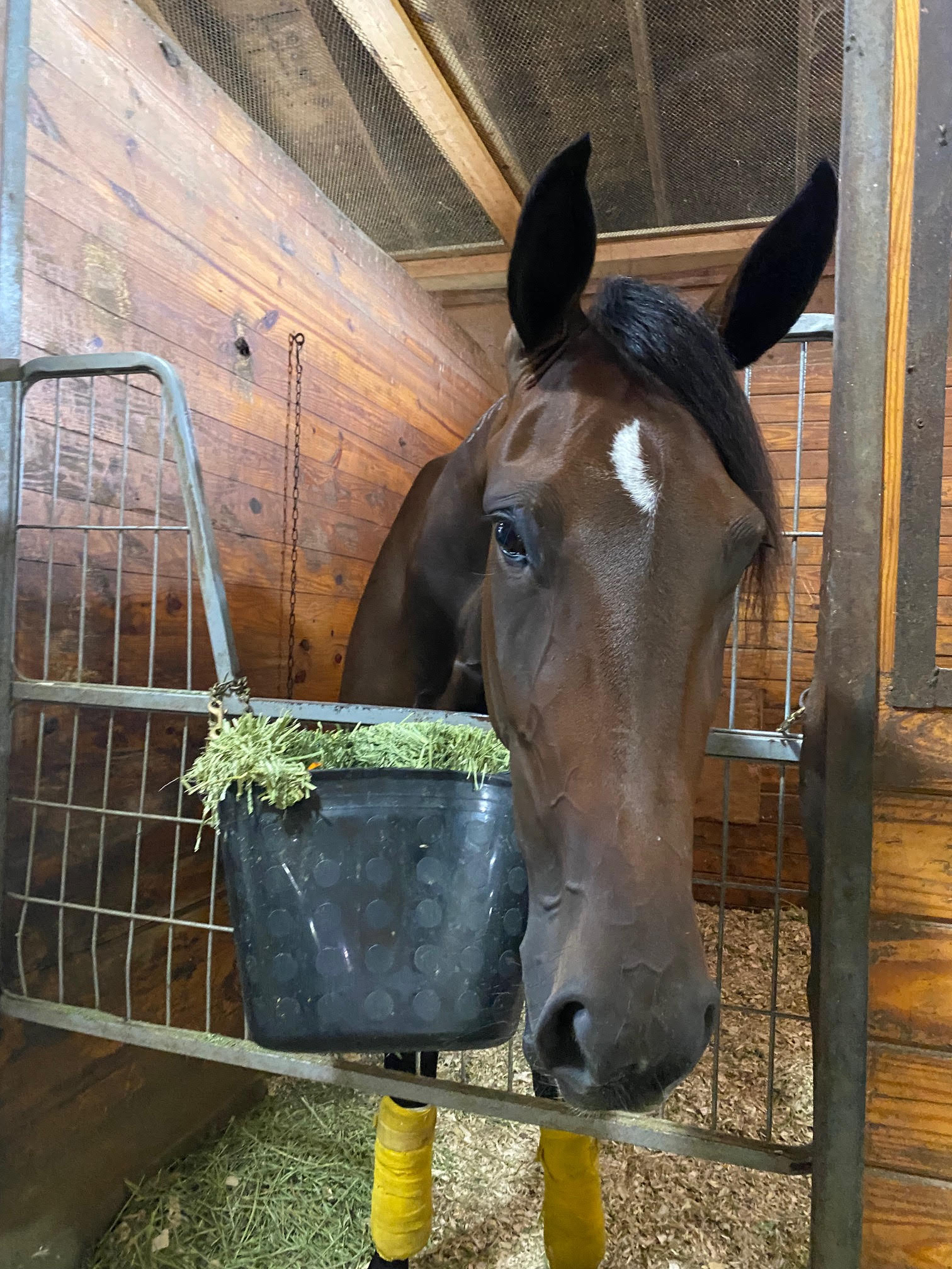 Meadowlands Racing on Twitter "Hot As Hill drew post 7 in the