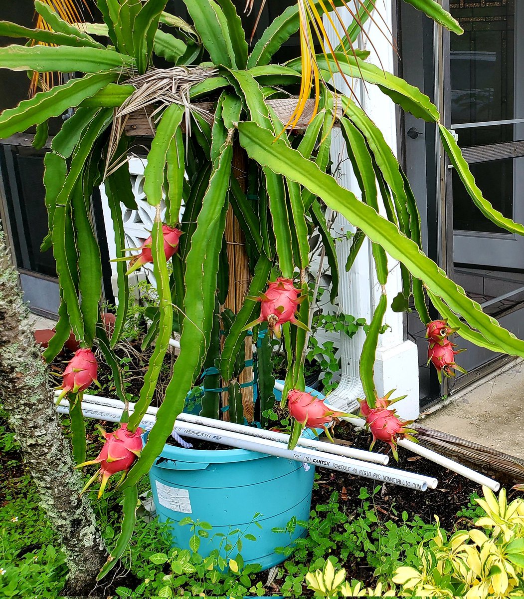 First time seeing a dragon fruit tree
