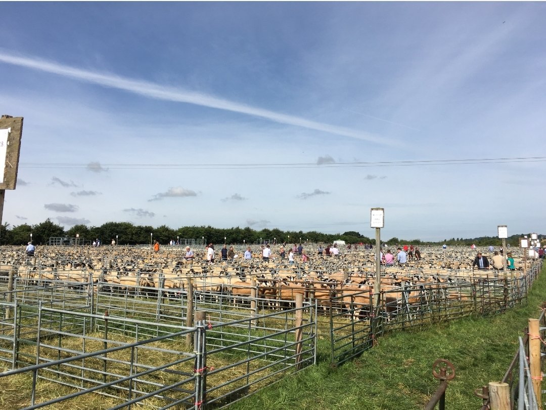 Looking forward to being back at the Shearwell Thame Summer Sheep Fair this Thursday &amp; Friday 🐑
<a href="/liz_speller/">liz speller</a> &amp; myself will be in our usual spot next to the office if you would like to catch up ☺ Thame Farmers Auction Mart Ltd <a href="/Stow_Ag/">StowAg</a> #ThameSheepFair #NEMSA