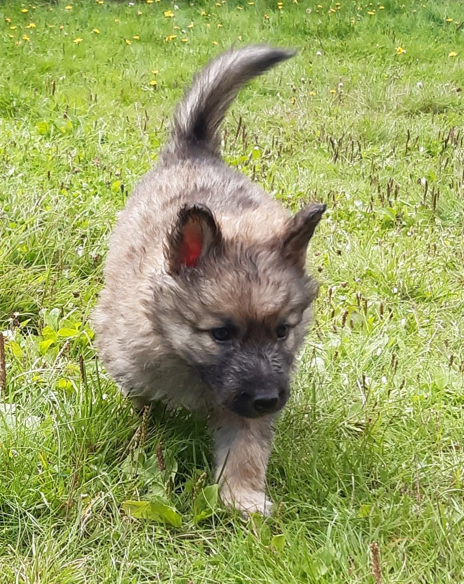 Americanwolfdog's tweet photo. Three puppies left looking for a home with the right owner/famely. 1 male &amp; 2 female. Look in to Instagram👇#puppy #puppiesoftwitter https://t.co/P8nubITZIW
https://t.co/cgG5u1ebVg 
#americanwolfdog #americanwolfdogeurope #americanwolfdoglowcontent 
#ArnstorpsgårdensAWD #sweden https://t.co/0LThERjUY7