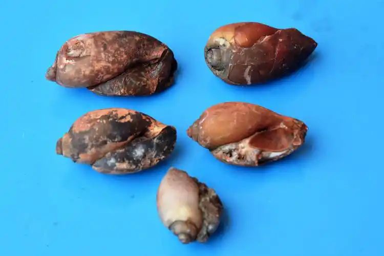 Archeologists demand fossil park in Asifabad after 65 million year old discovery. #BellBottomTrailerOnTheWay #beachvolleyball