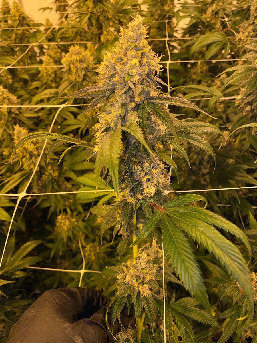 KingsGardenInc's tweet photo. #FirstClassFunk (Jet Fuel Gelato x GMO) ⛽

#KingsGarden #RoyalBotanicals #TheKingsWay #KingofWeed #WhenQualityMeetsQuantity #KingsGardenFamily https://t.co/19d8fBMC0K