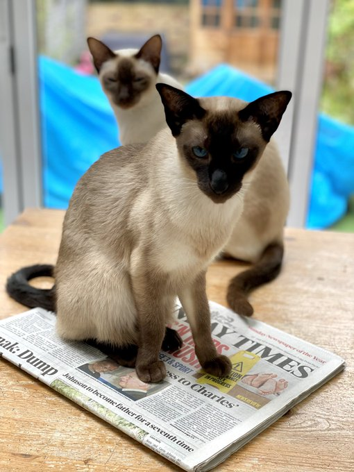 ElizabethRadcl5's tweet photo. Countdown to #internationalcatday x Boots & I love you all but we want to celebrate some meow-tastic Twiitter feeds x #CocoNPops If you want Snap Crackle Coco
& Pops look no further x 2 Beautiful kitties & beautiful Cat Mum xx All Mice Krispies donations welcome! #CatsOfTwitter https://t.co/UDm4vq0MZl
