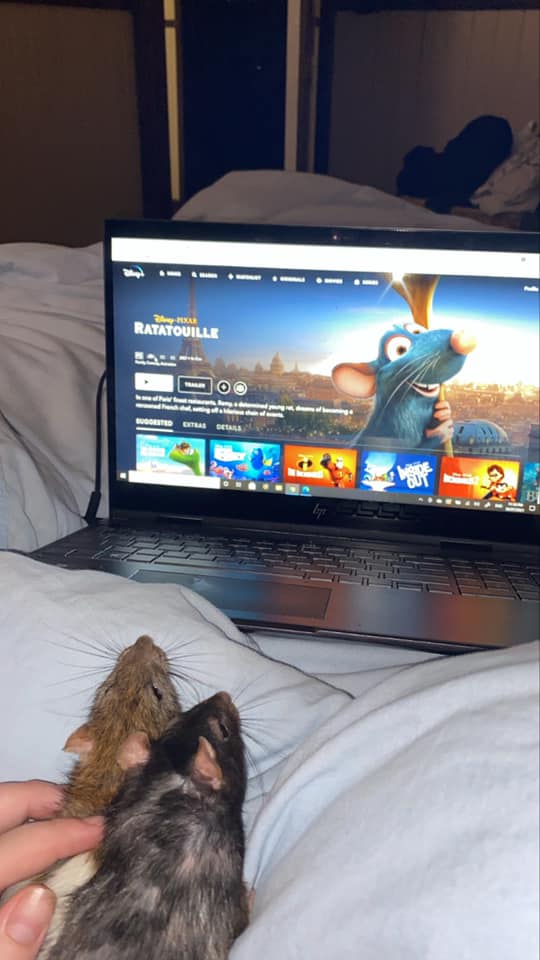 WholesomeMemes (@wholesomememe) on Twitter photo 