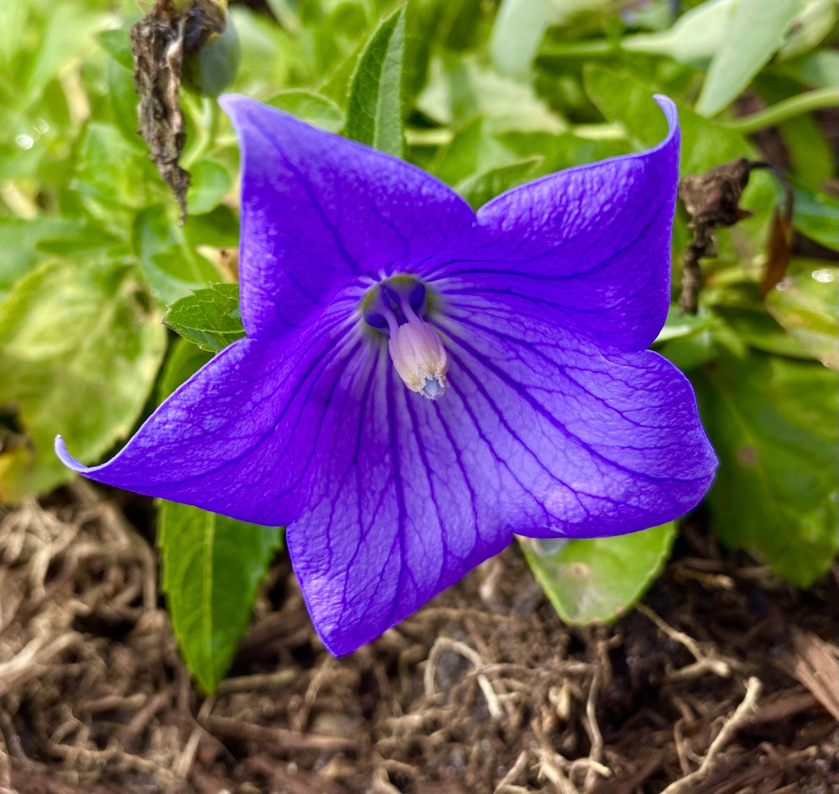 choruswithMsG's tweet photo. Appreciate the little things 💕 #imadethisbloom #GsGarden https://t.co/9yJiqsXweQ