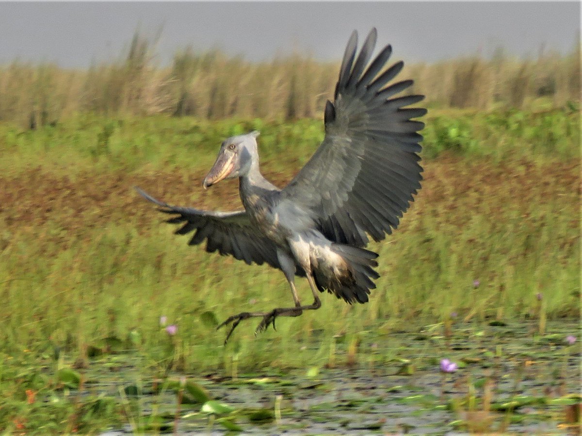 Shoebills Every Hour (@shoebillhours) on Twitter photo 2022-11-04 05:32:32