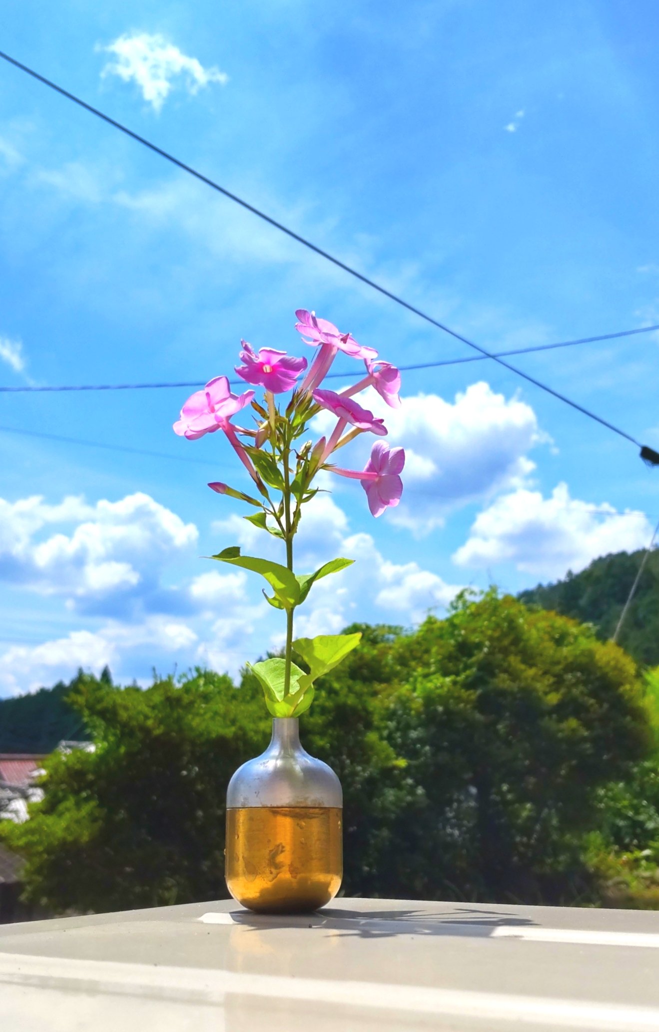 Fierd Flower Pot Twitter Search Twitter