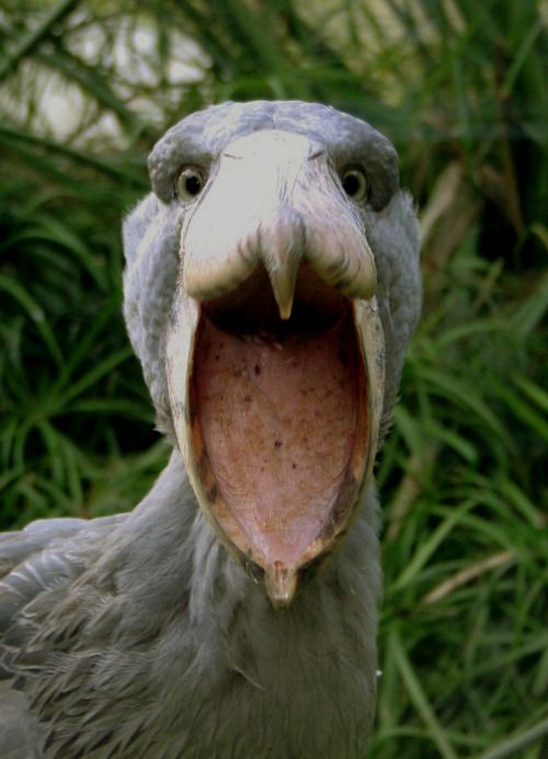 Shoebills Every Hour tweet media