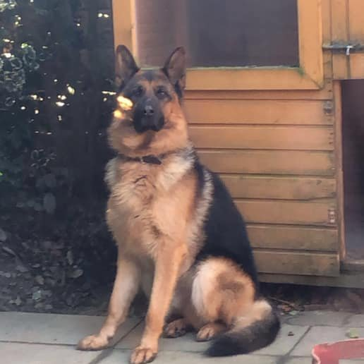 UPDATED TO #STOLEN <a href="/WestYorksPolice/">West Yorkshire Police</a> 
POSS SEEN BEING PUT IN BOOT OF WHITE BMW SALOON CAR. 
🆘24 JULY 2021. SAM #Lost #ScanMe  
German Shepherd Dog Male 
Norristhorpe Lane #Liversedge #Norristhorpe 
#WestYorkshire #WF15 ☎️07900816415
facebook.com/groups/1186076…
doglost.co.uk/dog-blog.php?d…