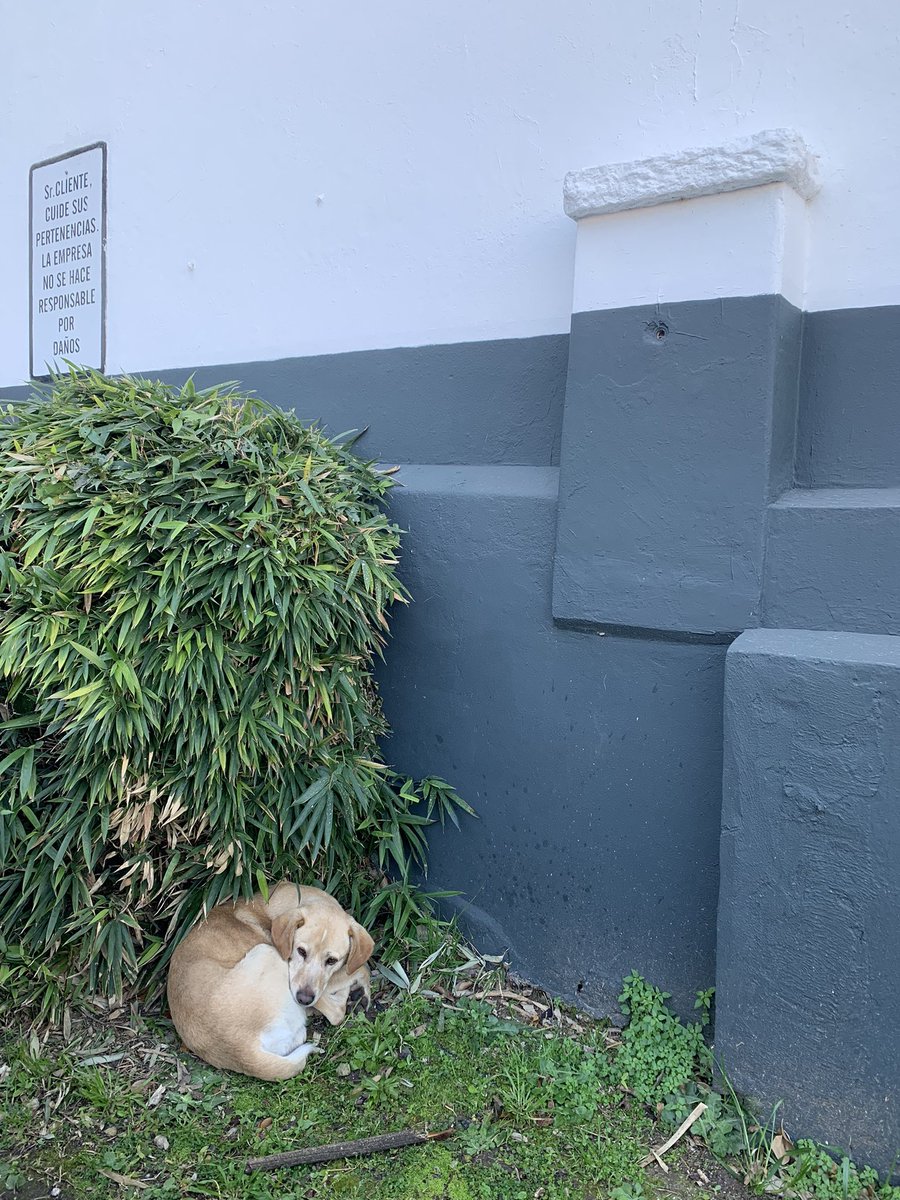 RosarioCaxtillo's tweet photo. Hay un perrito perdido en el MC de Yrigoyen, Banfield! Esta cuidado y muy triste https://t.co/Hb4zNeCiPn