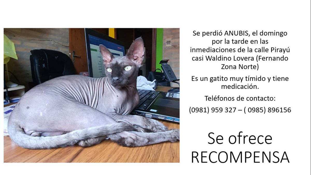 uliipereira22's tweet photo. Apelo a la solidaridad de mis amigos twitteros😭 ESTAMOS DESESPERADOS! 

ANUBIS está perdido, si saben o vieron de el porfavor contactar con el número del flyer😭🥺 https://t.co/ZxuUu8MQEk