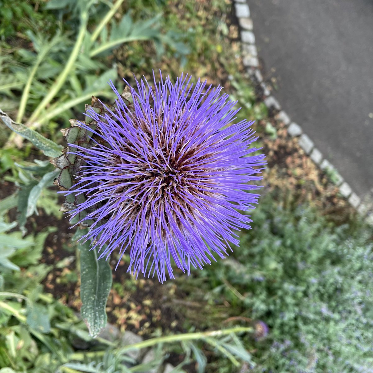 SDMassage's tweet photo. @EalingHour 👋🏼 Lammas Park 😊 https://t.co/Rh8gm7UbUH
