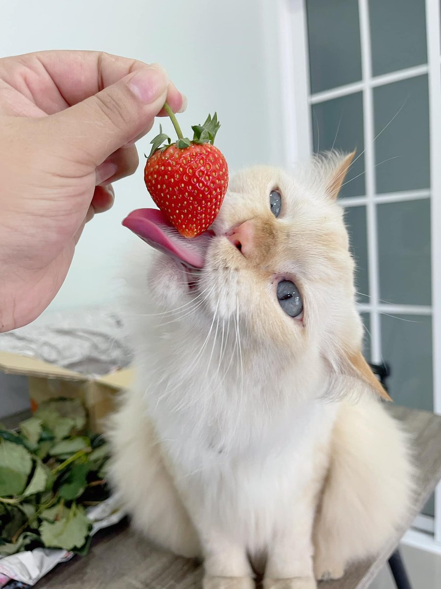 Translated Cats On Twitter Today I Licked Strawberries Again It S Very Damn Good