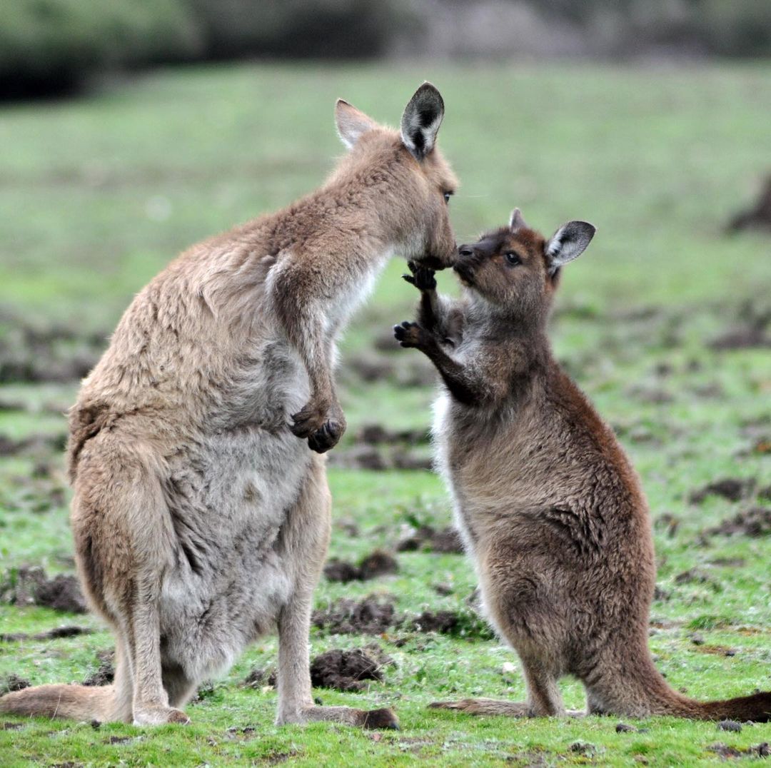 Australia's tweet photo. Guess how much I love you? 💕
IG/nikkiki73 captured this oh-so-adorable snap on @southaustralia's #KangarooIsland, just a 30-minute flight from #Adelaide.
#seeaustralia #SeeSouthAustralia #authenticKI #holidayherethisyear https://t.co/LlzpR4tzDr