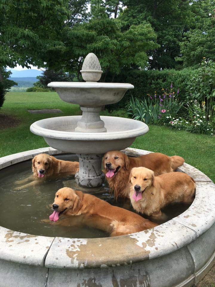 On a warm day, it's any pool in the heat for these doggos. Looks like a good idea to me. 

(via Goldencompanion Creator unknown IG)