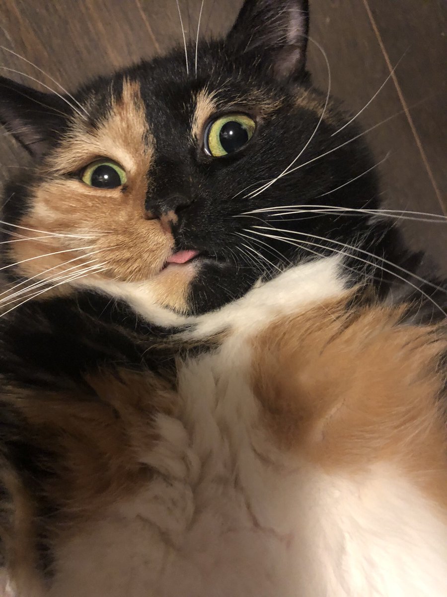NatMuzzatti's tweet photo. @Mythical Have you ever seen a selfie taking cat before??!! Meet Kali!!  #GMMReadyPetGo! https://t.co/If3ZFbL4DZ
