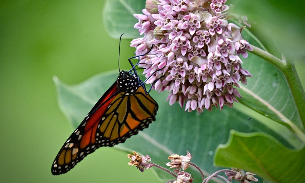 dupageforest's tweet photo. Now's the time to go butterfly watching in the forest preserves! Check out our 10 tips for when, where and how to get started! https://t.co/EO6Z0DiSeo 🦋 https://t.co/UzQgrqT9n3