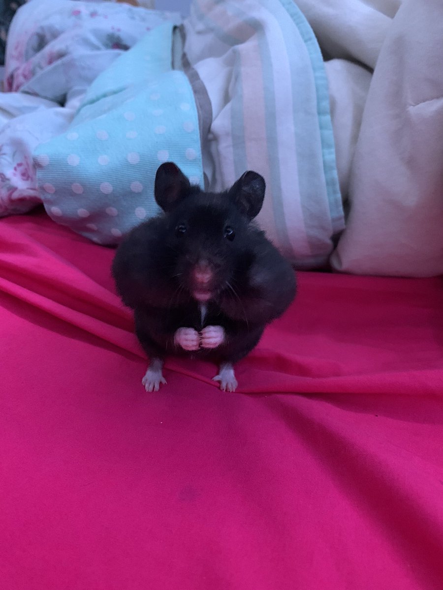 cheetosforwdw's tweet photo. @Smajor1995 this is my hamster Everleigh! https://t.co/mM9Fb9rg8X