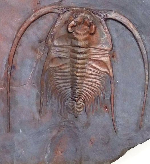 A stunning Cambrian trilobite, Bristolia insolens, from Frenchman Mountain near Las Vegas, Nevada. The mountain provides an example of the Great Unconformity with the tilted Paleozoic Tapeats Sandstone underlain by Paleoproterozoic Vishnu Schist. It boasts some of the oldest rock on the North American continent, at about two billion years old. This spectacular specimen is in the collection of York Yuxi Wang. It is about 4-5cm long; 3-4cm wide. #paleontology #fossil #cambrian #trilobite #nevada
