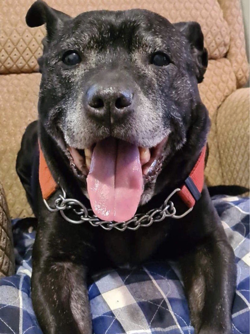 NWDogRescue's tweet photo. URGENT URGENT URGENT! Bruno’s owner has died and he’s HOME ALONE. We urgently need a pet free foster home ASAP to offer a safe space for him. North Norfolk currently. Essex area ideal. https://t.co/5KqIWNANko