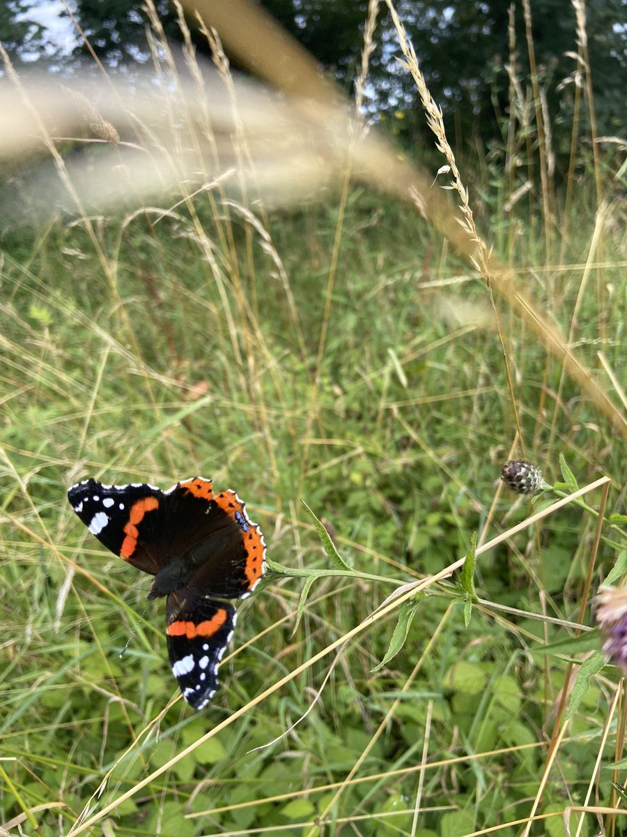 SunnyfieldsHone's tweet image. A few #butterflies seen in the past few days. They seem to have appeared very suddenly as weren’t many here over the past few weeks. #butterfly #norfolk #wildlife #wildlifephotography #nature #summer #countryside #rurallife #nature
