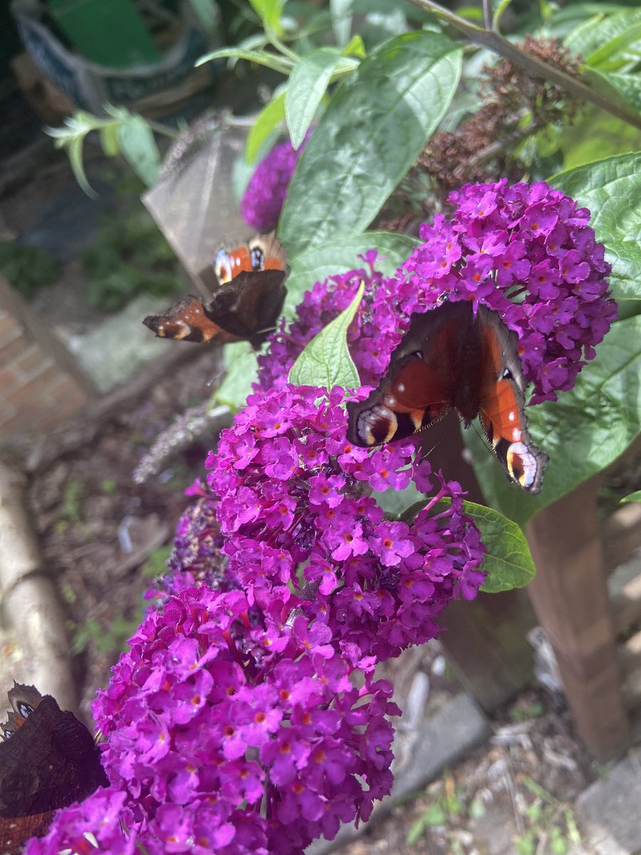 SunnyfieldsHone's tweet image. A few #butterflies seen in the past few days. They seem to have appeared very suddenly as weren’t many here over the past few weeks. #butterfly #norfolk #wildlife #wildlifephotography #nature #summer #countryside #rurallife #nature