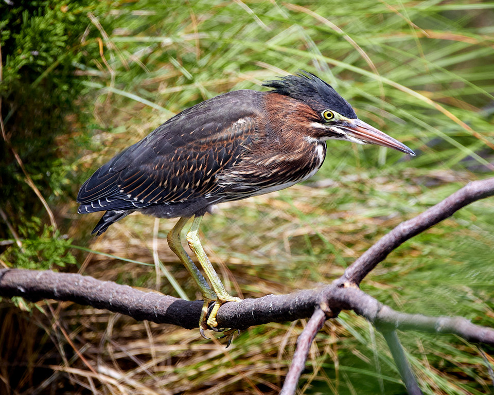 lowbassphotog's tweet photo. Gone fishin'... #greenheron #heron #herons #birdphotography #blackandwhite #eosrp #sigma150600 #capturedoncanon #nature #photography #canon #freelancephotographers #naturephotography #birds #photographie #art #bird #photographer #canonframes #birdwatching #birding #photo https://t.co/pghtUtJOER