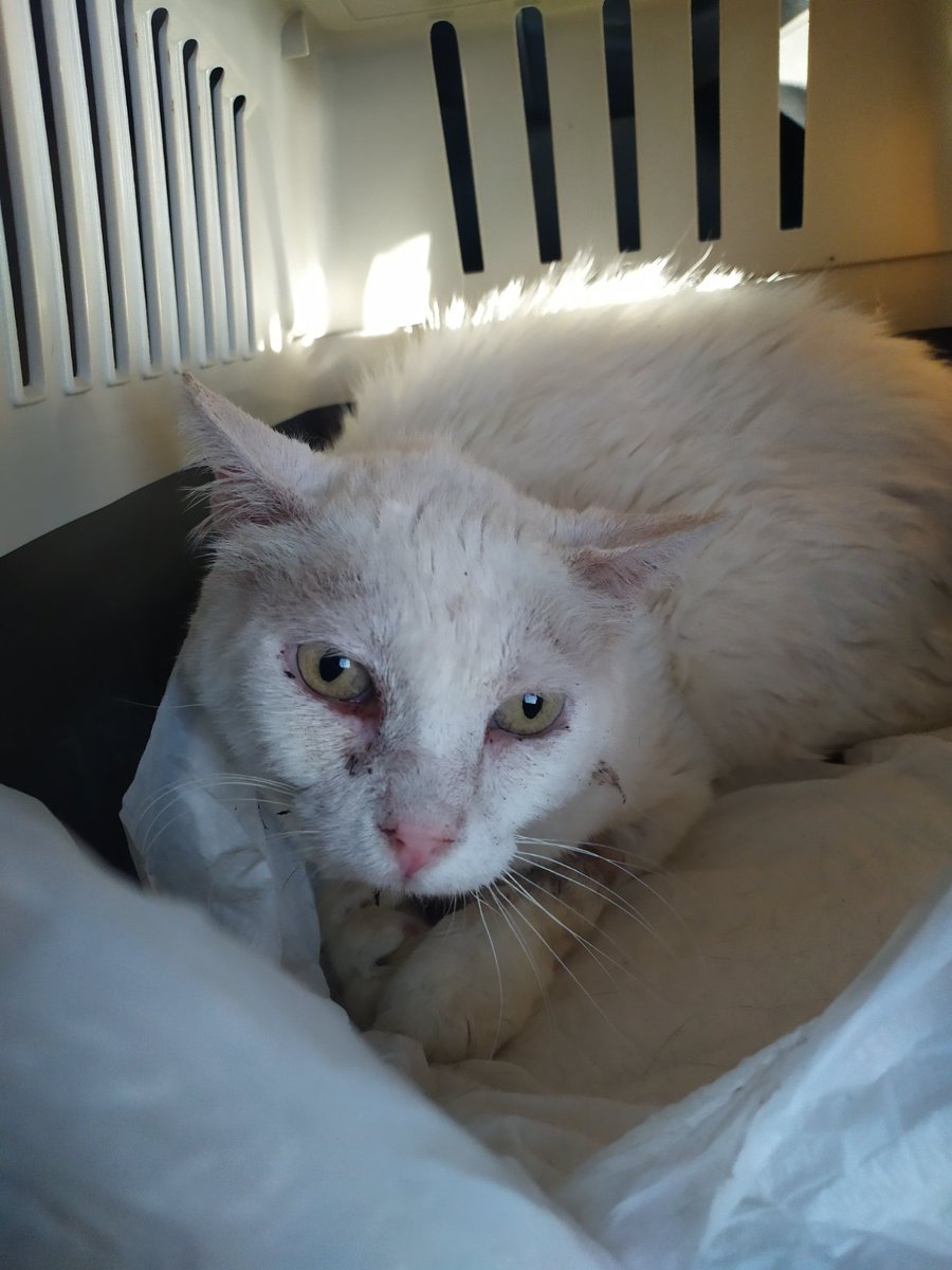 VKoskorellou's tweet photo. Froso was hospitalised again! If u can help with the expenses: paypal: niarna15@gmail.com #animalrescue #cats #CatsOfTwitter #tnr #neuter #save #help #froso https://t.co/wYV1RhIGmQ