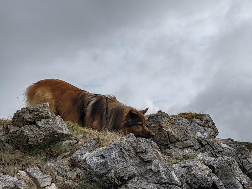CamasTheCollie's tweet photo. Developing a new game, 'Fetch, Fiona, fetch!'. Essentially I climb a rocky outcrop, and roll my ball over the edge for Fiona to scramble down and retrieve. She's a bit slow, but then she only has two legs. 🐾🐾⚾😏
#BorderCollie
#FetchIt
#Holiday https://t.co/u4Y0u7gG44