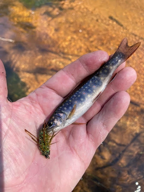 bearsdenflyco's tweet photo. What a lil cutie!! And a very ambitious eater :) https://t.co/3mnSLuPpRk