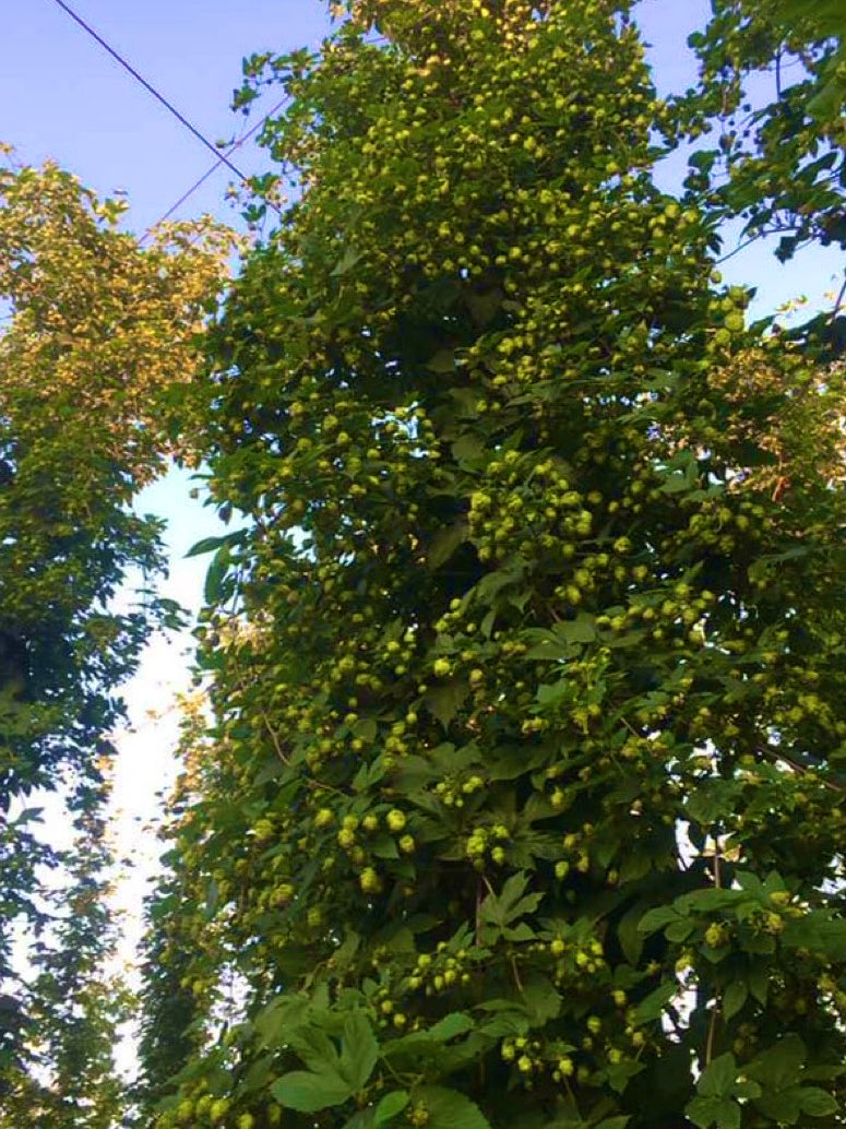 On July 29, a hops worker collapsed and died while working in Yakima County, WA. The temperature was well over 100 that day.

He leaves behind a wife and 6 children who are filled with questions, grief and anger.

Heat death is entirely preventable. 
Our lives are not disposable.