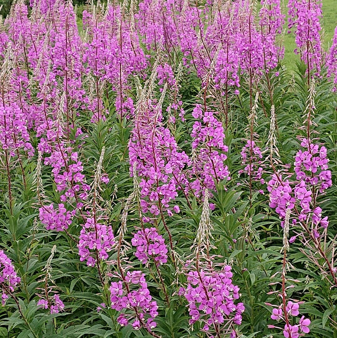 ヤナギラン Twitter Search Twitter