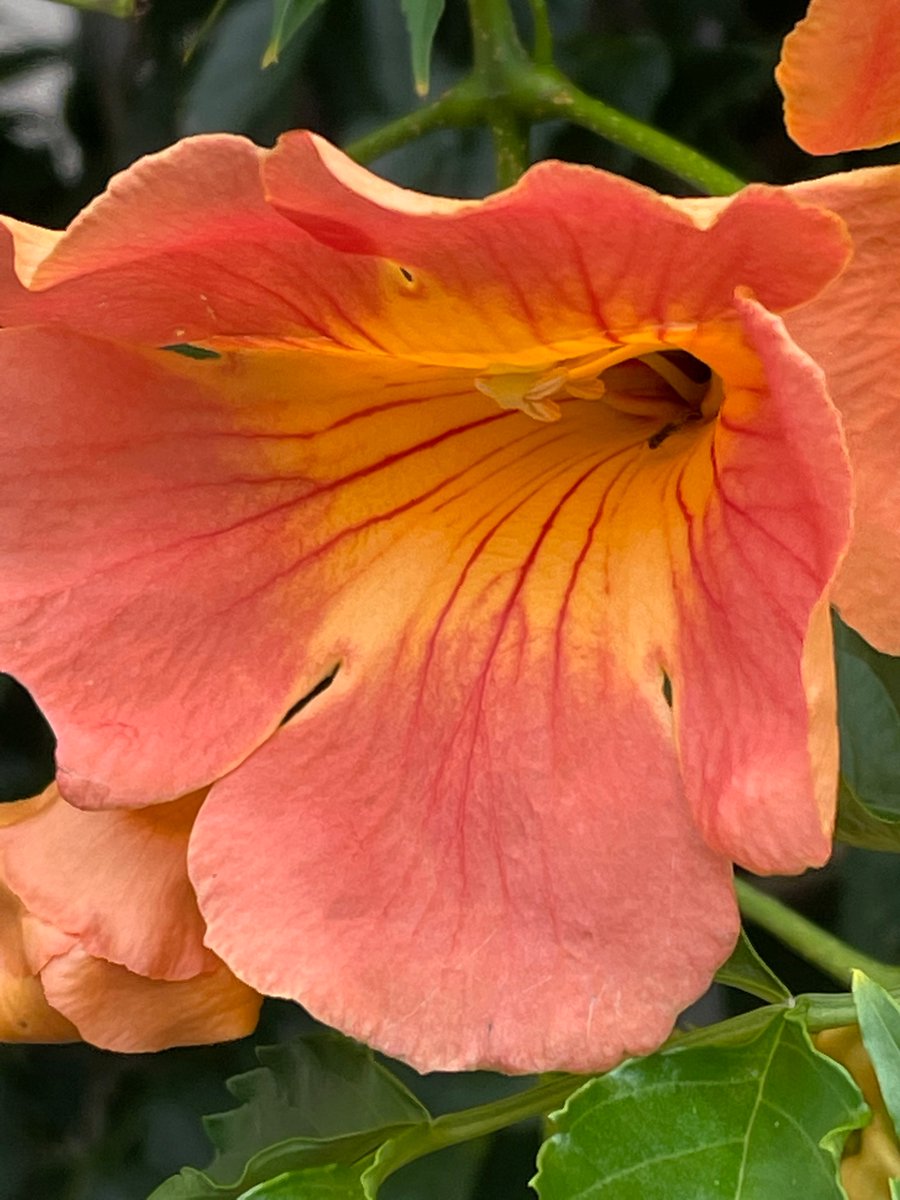 Tenoha おはようございます 本日も宜しくお願いします W 誕生花 とうもろこし Corn 花言葉 財宝