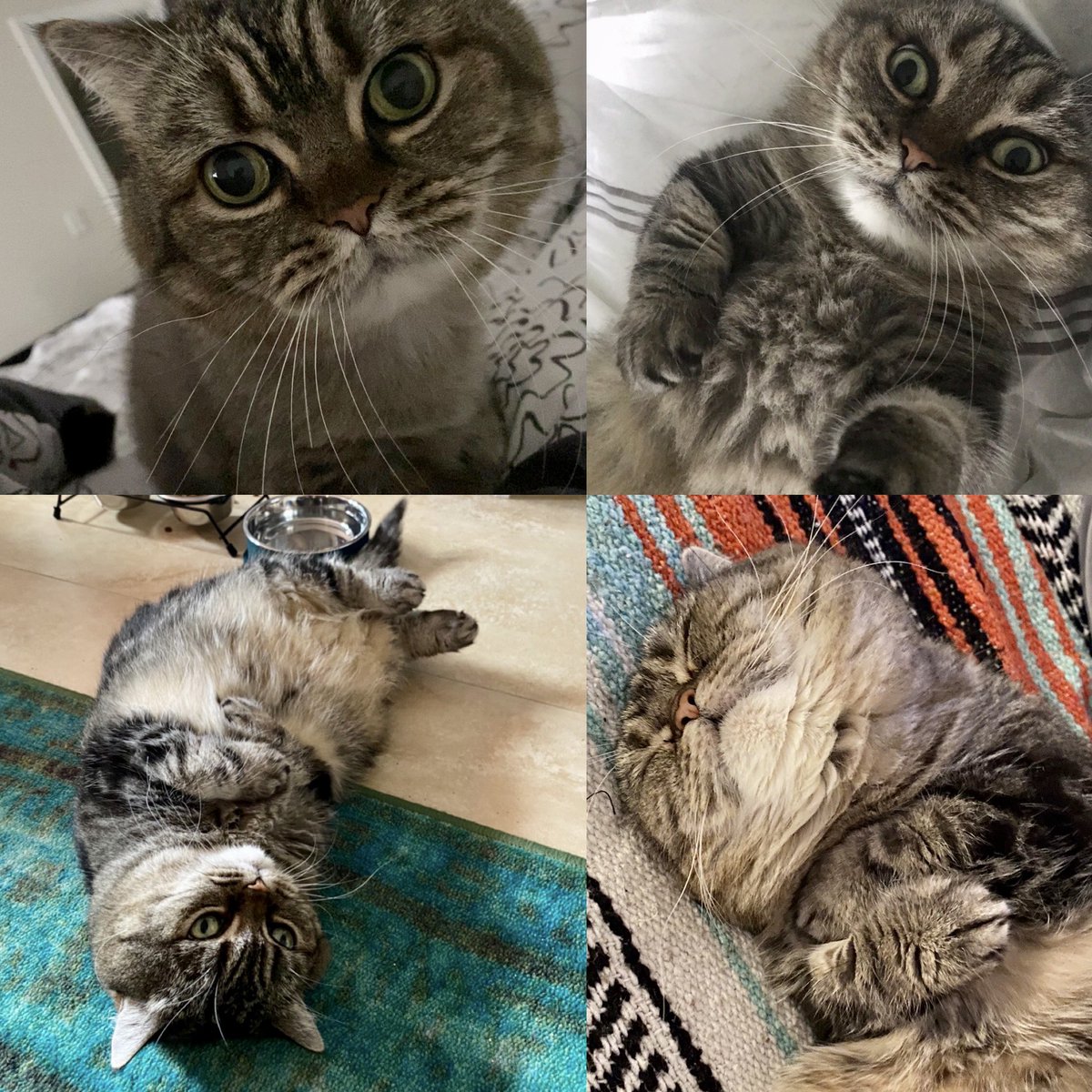 Jenny \Lap•um\ tweet media