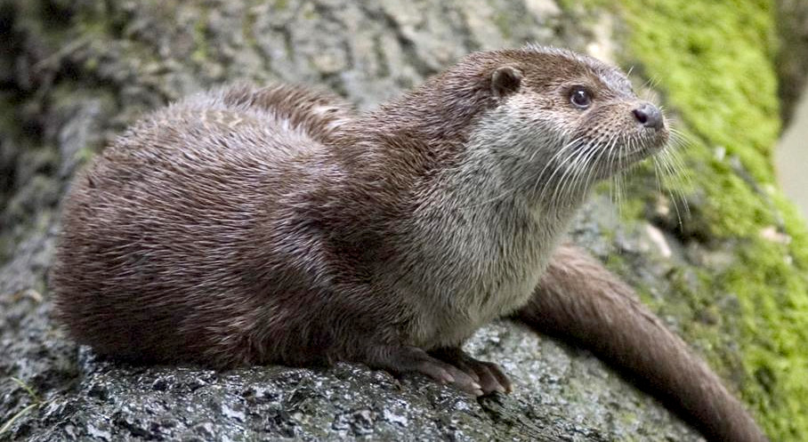 Floris_et_Fauna's tweet photo. Ecology Glossary #29

#Piscivore: a carnivorous animal that eats primarily fish. The name "piscivore" is derived from the Latin word for fish, piscis. 
Examples of piscivores are otters and sea lions https://t.co/Zmy8P1ASVw