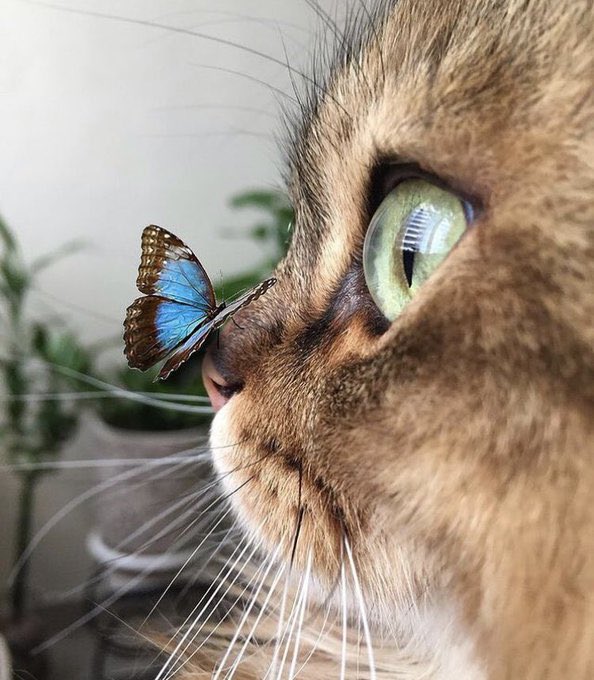 Arab world (@arabbeau) on Twitter photo 