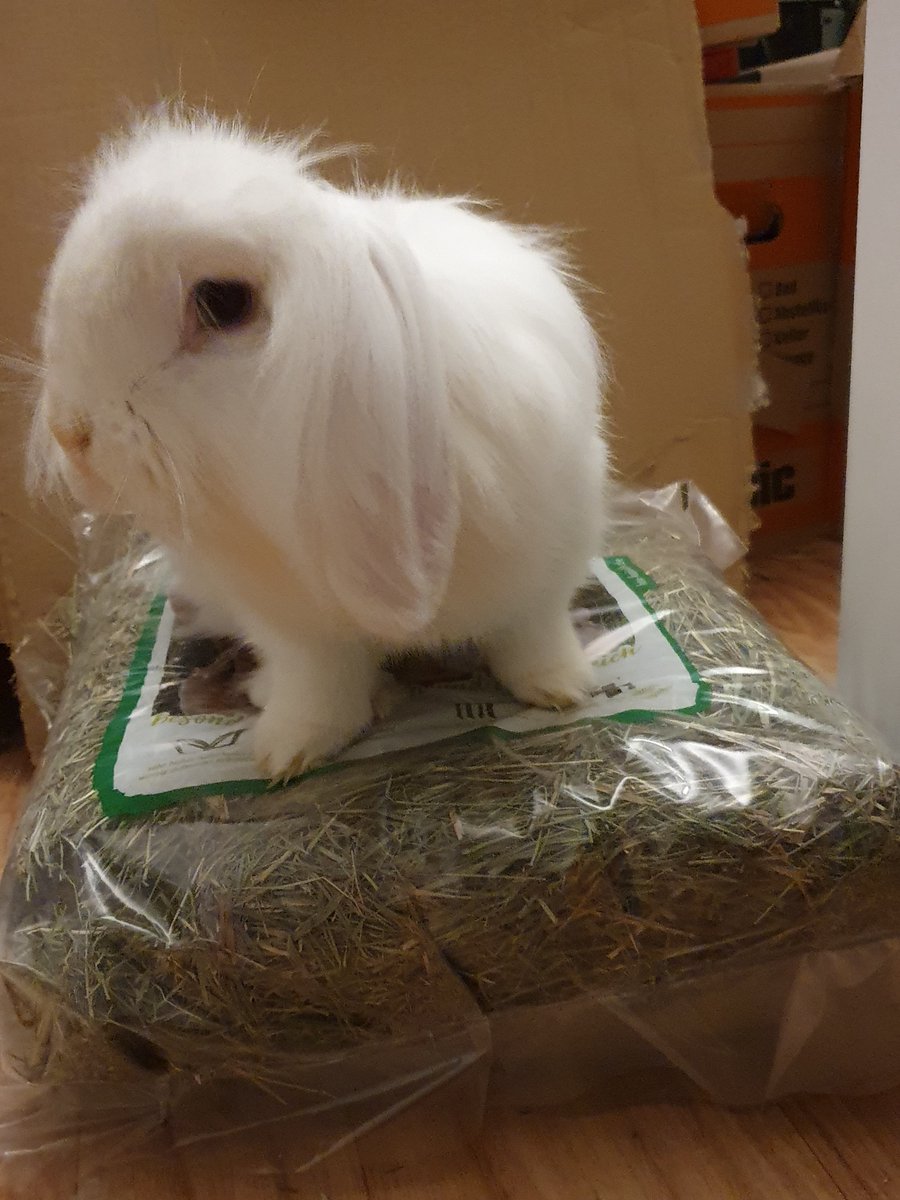 Lidosode's tweet photo. Let's conquer the world! But at the moment this hay is a good start! #arthurtherabbit #rabbit #bunny #worldconquerer #fluffy #cute https://t.co/gy2fDInQjU