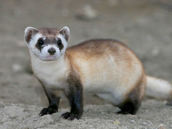 RockyMtWild's tweet photo. In 1981, a dog named Shep brought home a dead animal that it's owner, a rancher named John Hogg, could not identify. A local taxidermist identified the animal as a black-footed ferret! #NotExtinct! https://t.co/TrVaGGcDgU