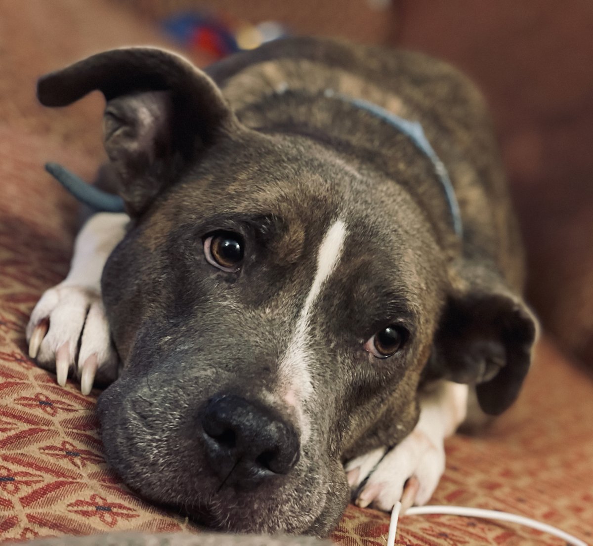 rainmaker203's tweet image. Caroline thinks it's time to call it a day. How late do you usually work before winding down? #publishingpals