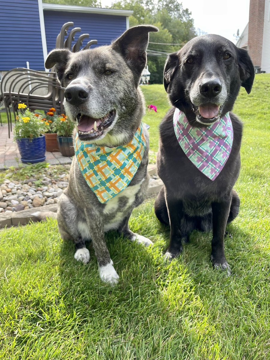 fourmeows's tweet photo. Happy #TongueOutTuesday friends! 🧡🐶🐶💜 #daisyandrosie #flowerpups 

#Tuesday #smile #muttfaces #dogsoftwitter #dogsarefamily #lovethem #tripawd #plotthoundmix #labmix #AdoptDontShop 🐾 https://t.co/eAWzpNzayB