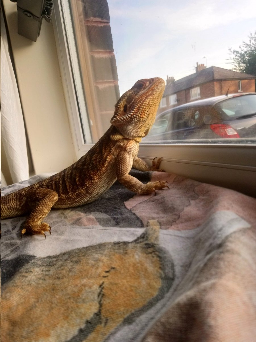 TrippyNapalm's tweet photo. Say Hello... To My Little Friend! 😏 I'd like to introduce you to our newest addition to the Family 'Django' A "Male" Bearded Dragon 🐲
We were told it was female &amp; we decided on naming her" 'Princess Consuela' 😅
I checked and it turns out he's male 😅😂 https://t.co/iW8Xv240ym