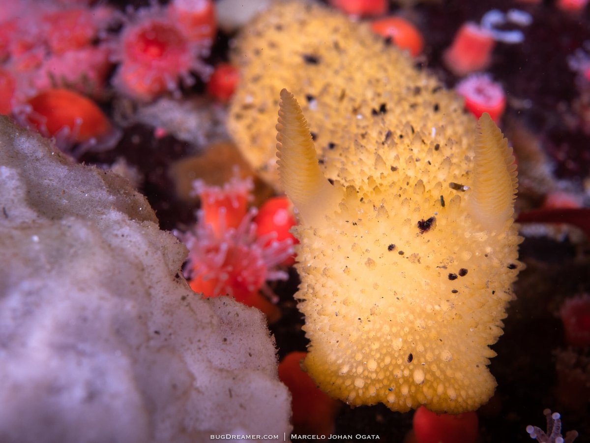AlgaeBarn's tweet image. Some bunny is a really cute Nudibranch! 

.

.

.

📸Picture credit to @_bugdreamer_

.

.

.

#bugdreamer #biodiversity #underwaterworld #marinelife #sea #ocean #nature #reef #planetearth #naturephotography #underwater #oceanconservation #marinebiology #anemone #coralreef