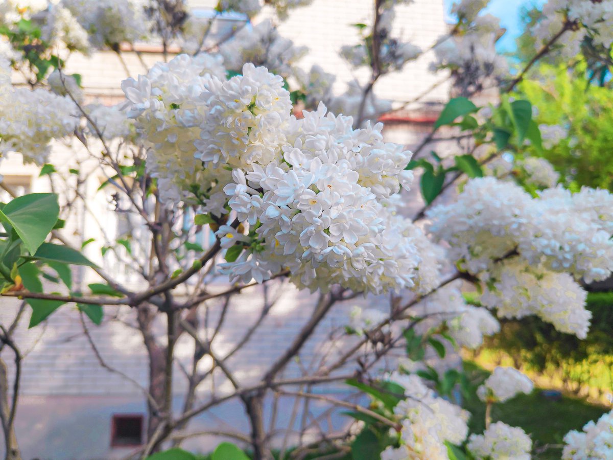 emiriphoto's tweet photo. Some flowers ☺️ https://t.co/FlcbS0fid4