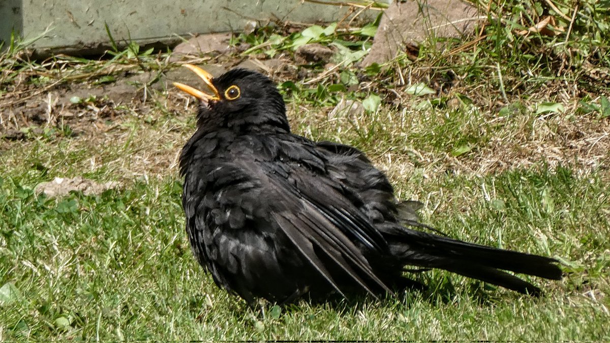 tismenic70's tweet photo. When you're sunbathing and your neighbour looks over the hedge
#blackbird #sunbathing
#TwitterNatureCommunity #normalbehaviour https://t.co/KAg2s77C0n